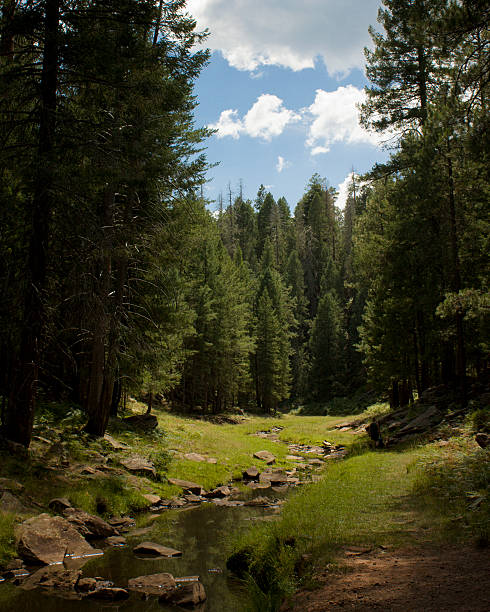 Sunlit Forest Stream stock photo