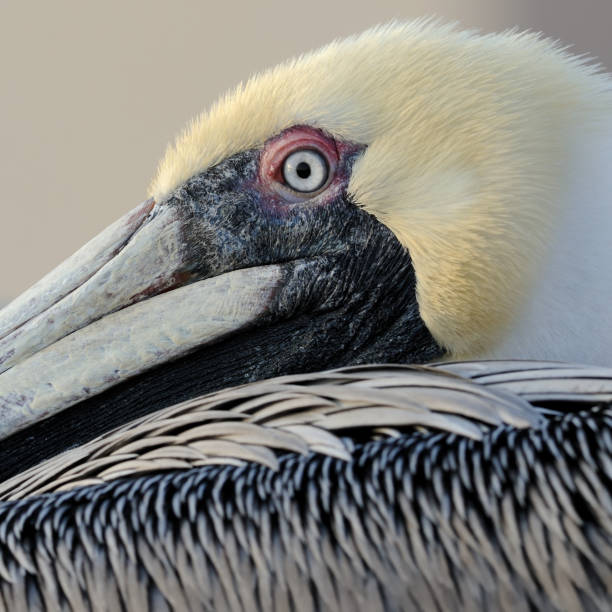 istock Eye of a Pelican 155317243
