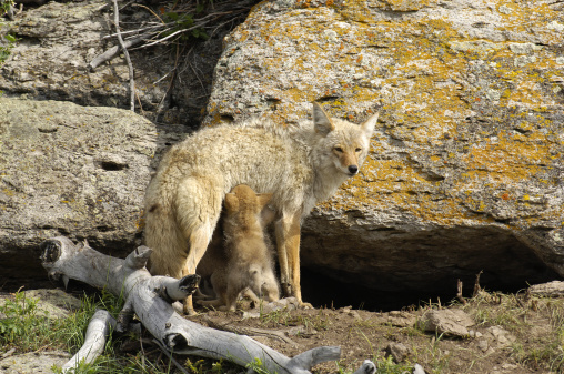 This image shows a mother coyote nursing three puppies.  Back from a hunting trip, the puppies came tumbling out of the cave den when she appeared.  Taken in Yellowstone National Park.  
