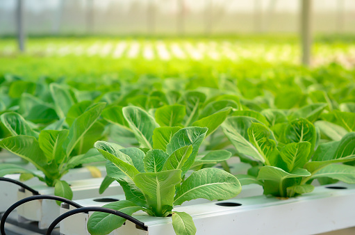 Growing green lettuce or organic salad vegetable With hydroponic systems in the greenhouse by controlling water and fertilizer using a small pipe Without soil for planting, digital smart farm