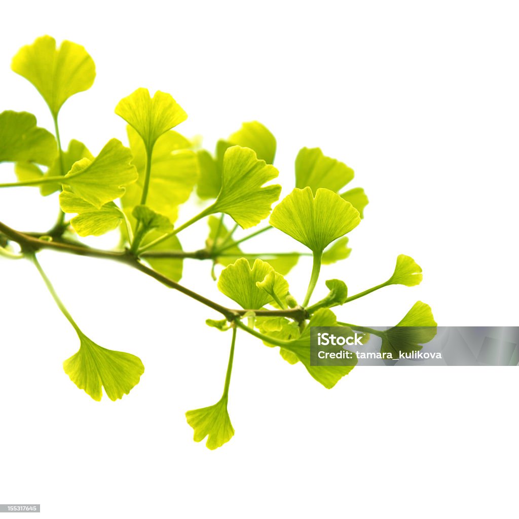 ginkgo biloba - Lizenzfrei Alternative Medizin Stock-Foto