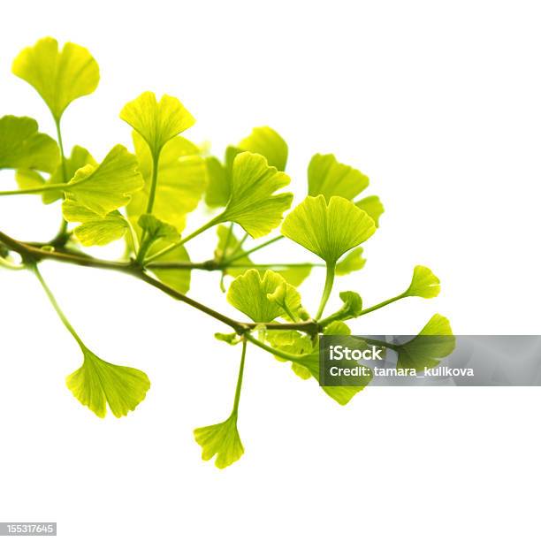 Ginkgo Biloba Stockfoto und mehr Bilder von Alternative Medizin - Alternative Medizin, Ast - Pflanzenbestandteil, Blatt - Pflanzenbestandteile