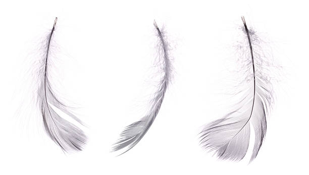 3 white feathers stock photo
