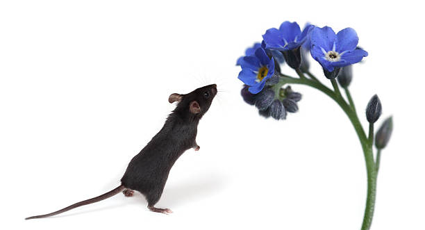 little mouse smelling flowers stock photo