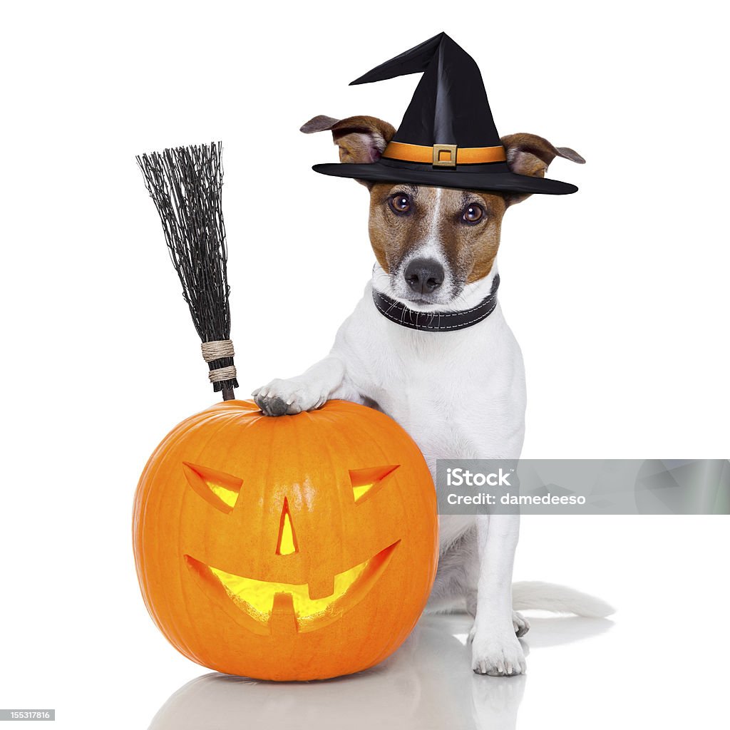 halloween calabaza bruja perro - Foto de stock de Alegre libre de derechos