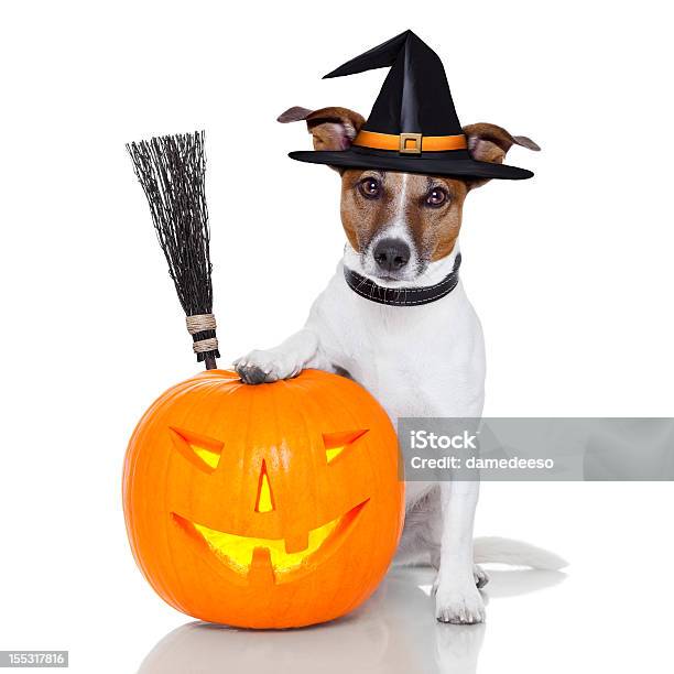 Halloween Calabaza Bruja Perro Foto de stock y más banco de imágenes de Alegre - Alegre, Alimento, Animal