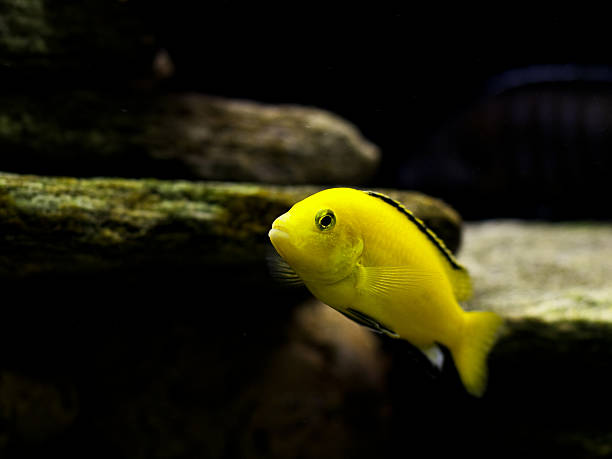 Labidochromis caeruleus (yellow cichlid) stock photo