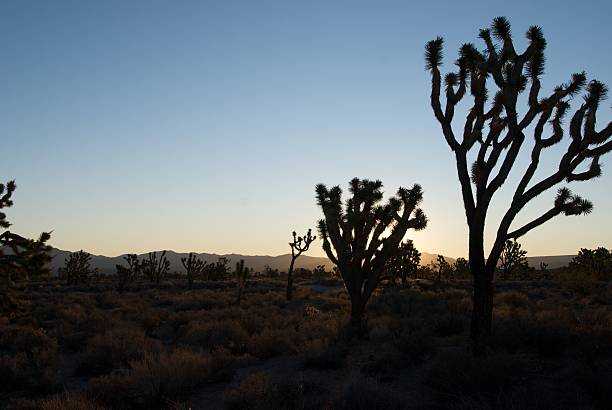istock Joshua Tree at Sunrise - Mojave 155318276