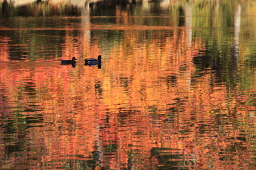 Two ducks are paddling in the pond in fall with the tree reflection in the water.