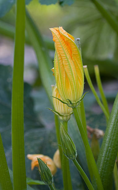 courgette flower stock photo