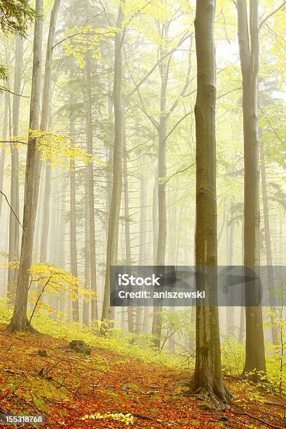Foto de Faia Floresta De Outono Na Neblina e mais fotos de stock de Amarelo - Amarelo, Amieiro, Arbusto