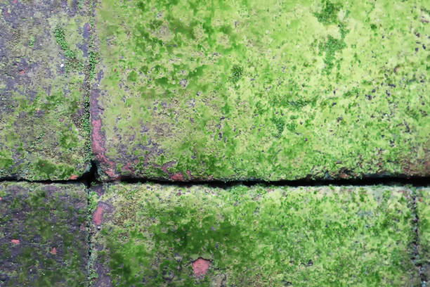 Selective focus on texture and detail of moss and lichen on brick floor in the garden.Image use for environmental presentation background. stock photo