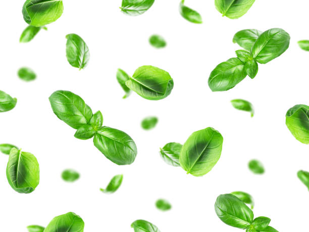 istock Basil leaf. Green basil leaves isolated on white background. Flying basil. Falling basil. 1553190516