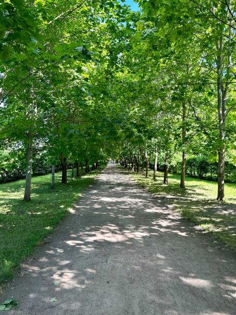 istock Alley in the summer park 1553191767