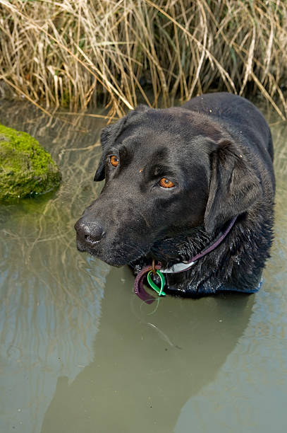 istock black labrador enjoying standing in water 155319529
