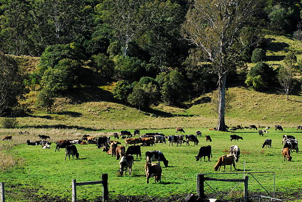 Vacas leiteiras em Pasture - foto de acervo