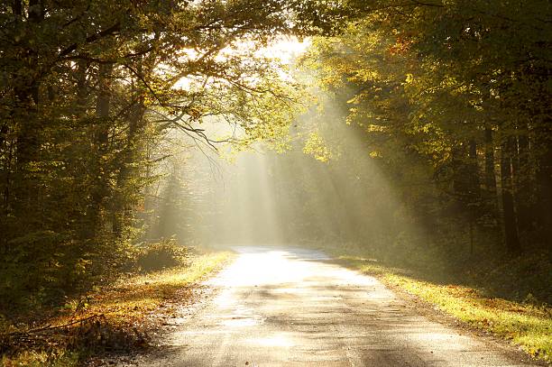 strada di campagna attraverso il bosco autunnale all'alba - sunrise leaf brightly lit vibrant color foto e immagini stock