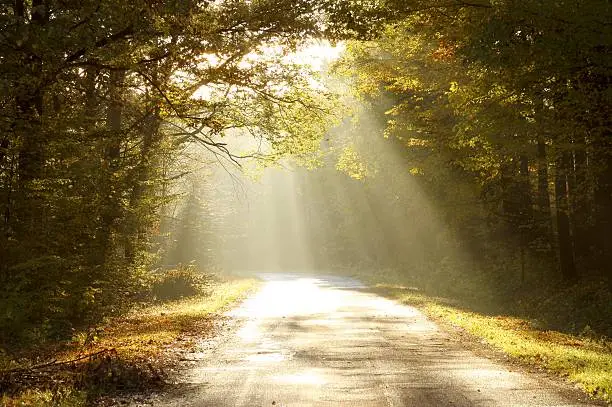 Photo of Country road through autumn woods at dawn