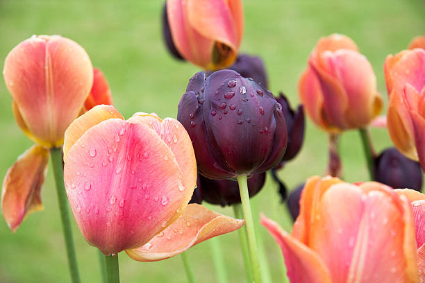 Tulips after rain stock photo