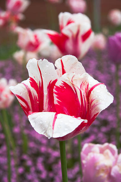 Tulips after rain stock photo