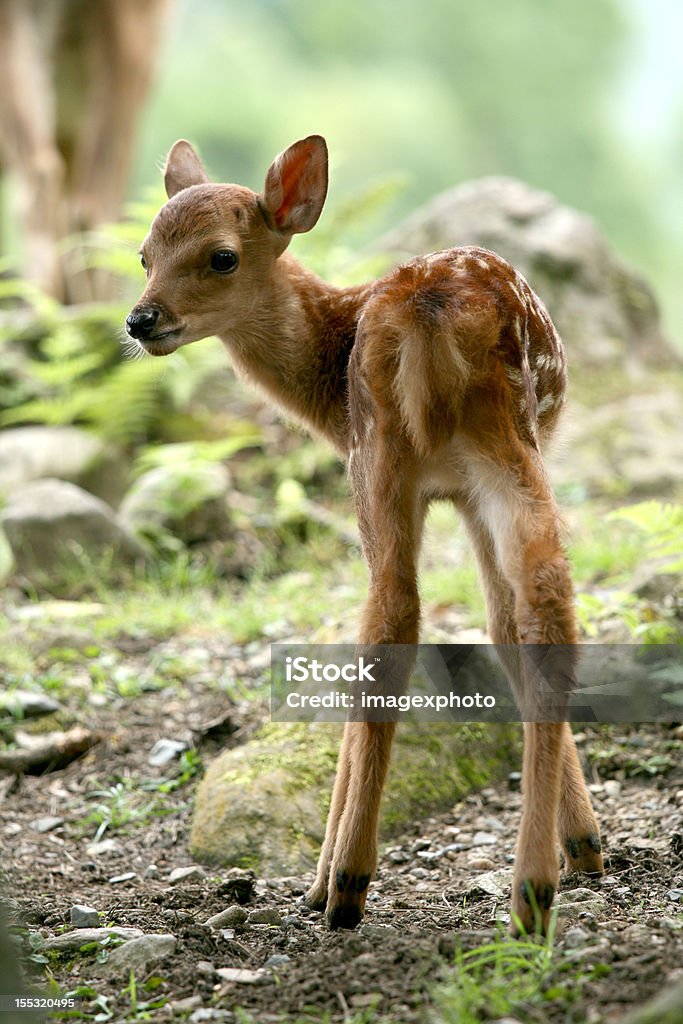 Deer, Japan Baby Deer in the forest in Japan Animal Stock Photo