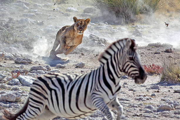 lion jagd zebra - tiere bei der jagd stock-fotos und bilder