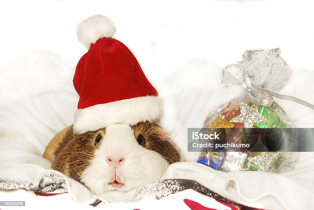 Guinea pig in Santa hat Guinea pig in Santa hat with bag full of Christmas gifts on white background Guinea Pig Stock Photo