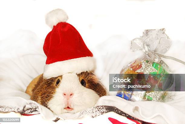 Guinea Pig In Santa Hat Stock Photo - Download Image Now - Guinea Pig, Christmas, Christmas Present