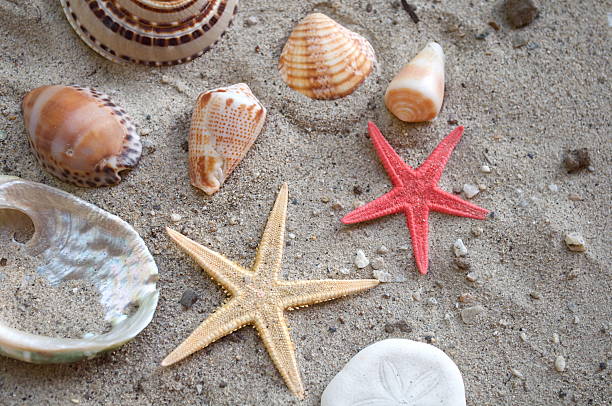 Shells and Starfish stock photo