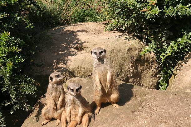 istock The meerkat gang 155320751