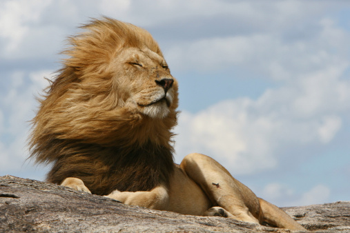 Lion cub with a lion roaring in the wild.