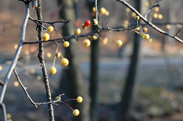 istock Yellow Red Seed Berries in Autumn Tree 155320792