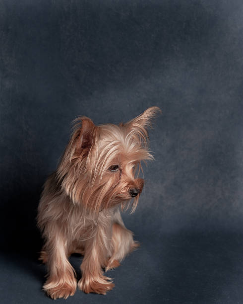 istock Yorkshire Terrier Portrait looking off to side 155320953