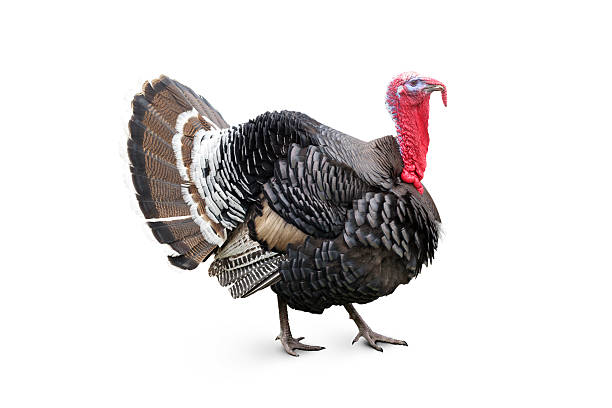 Turkey stock photo
