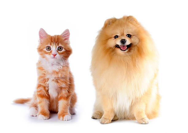 istock Cat and dog red color 155321702