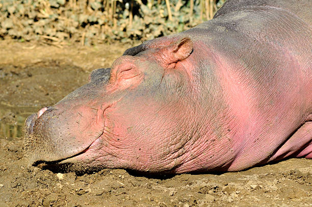 hipopotam spanie w błocie - hippopotamus amphibian sleeping hippo sleeping zdjęcia i obrazy z banku zdjęć