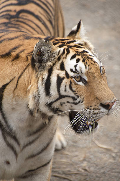 Siberian Tiger stock photo