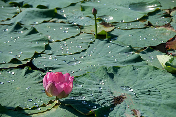 Pink lotus in early morning stock photo