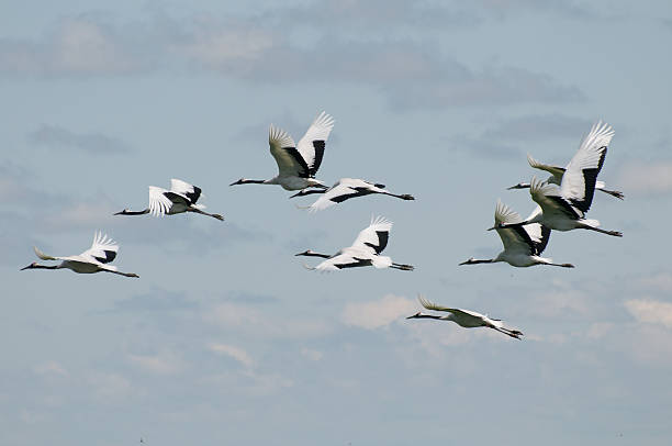 Red crowned cranes in flight stock photo