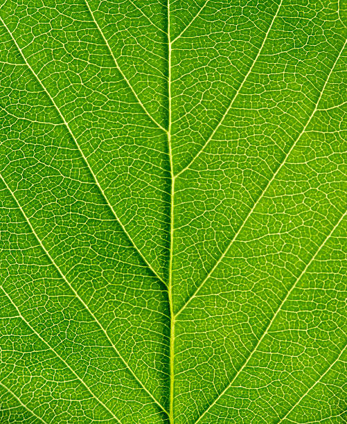 istock Close-up of a bright green leaf 155321928