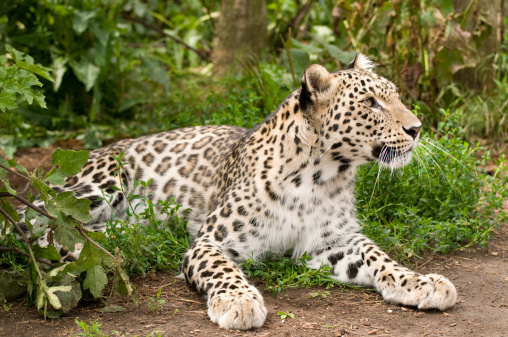 A persian leopard taken at the Santago rare leopard breeding centre.
