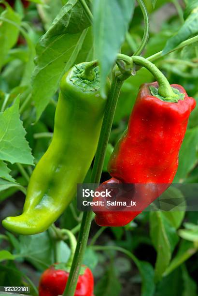 Fresco E Peperoncino - Fotografie stock e altre immagini di Prematuro - Prematuro, Agricoltura, Alimentazione sana