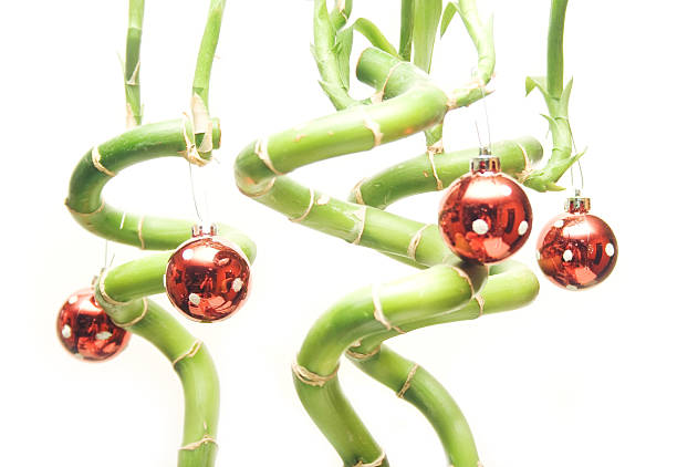 A photo of bamboo with red Christmas ornaments hanging from them against a white background.