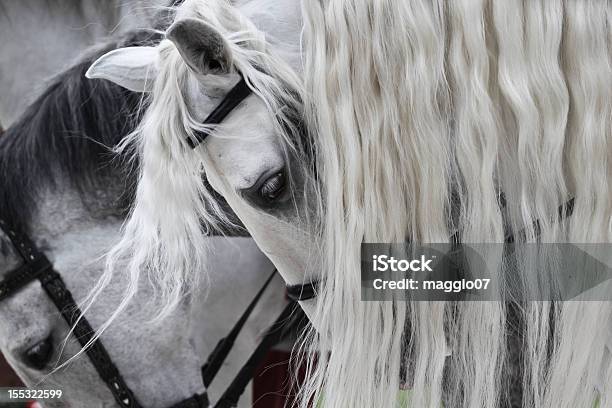 White Pferde Stockfoto und mehr Bilder von Schimmel - Pferd - Schimmel - Pferd, Mähne, Andalusien