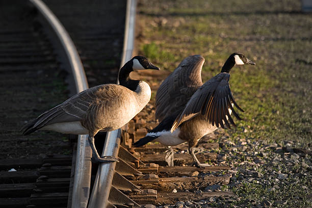 Canadian Geese stock photo