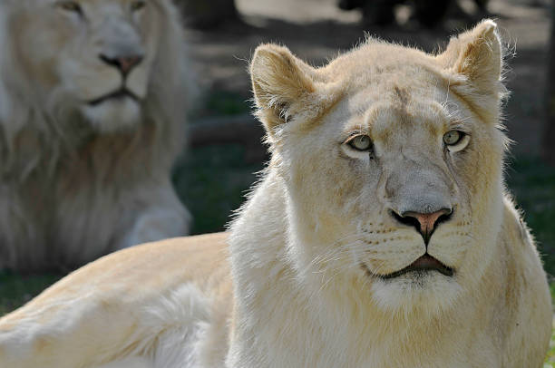 istock Portrait of white lioness 155322838
