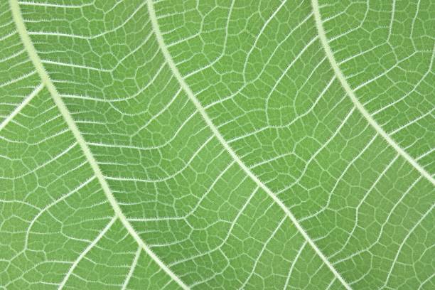 Underside of a fig leaf stock photo