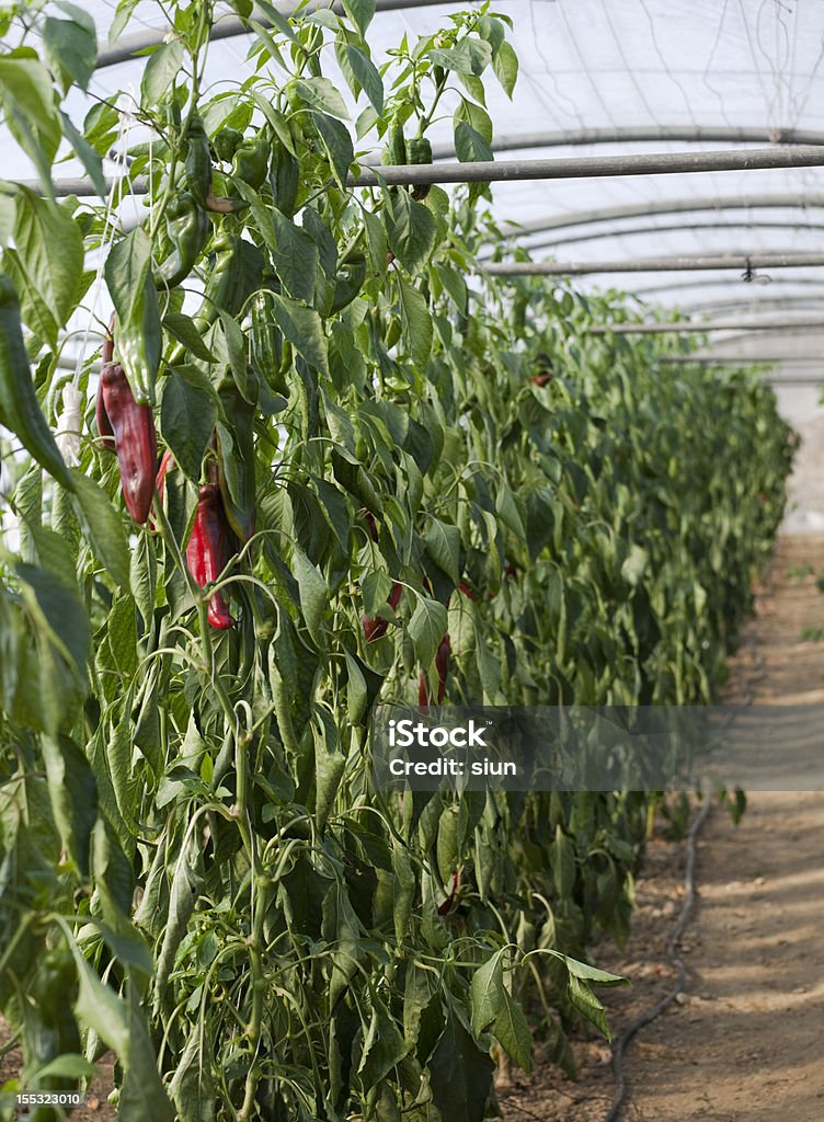 Red Pepper - Organic Farm Red peppers in a greenhouse of an organic farm. All of these peppers are organic. Agriculture Stock Photo