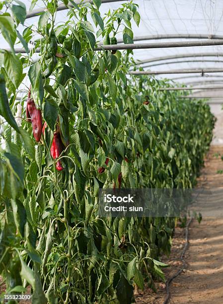 Red Pepper Organic Farm Stock Photo - Download Image Now - Agriculture, Bell Pepper, Environmental Conservation