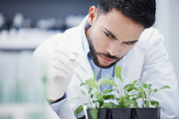 istock Research, man or scientist with leaf sample for analysis, floral sustainability or plants growth innovation. Science, studying biotechnology or ecology expert in a laboratory for agro development 1553230626